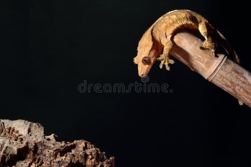Crested Gecko Having Trouble Climbing Caledonian Crested Gecko Jumping Stock Image - Image of scale, bamboo