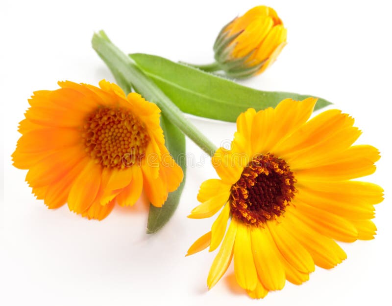 Ringelblumen lizenzfreie stockfotos