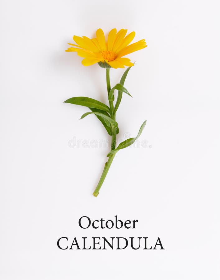 Calendário, Flor De Nascimento De Outubro Foto De Flor De Marigold Do Mês  De Nascimento Cantinho De Flores De Aniversário Foto de Stock - Imagem de  nascimento, colorido: 200039796