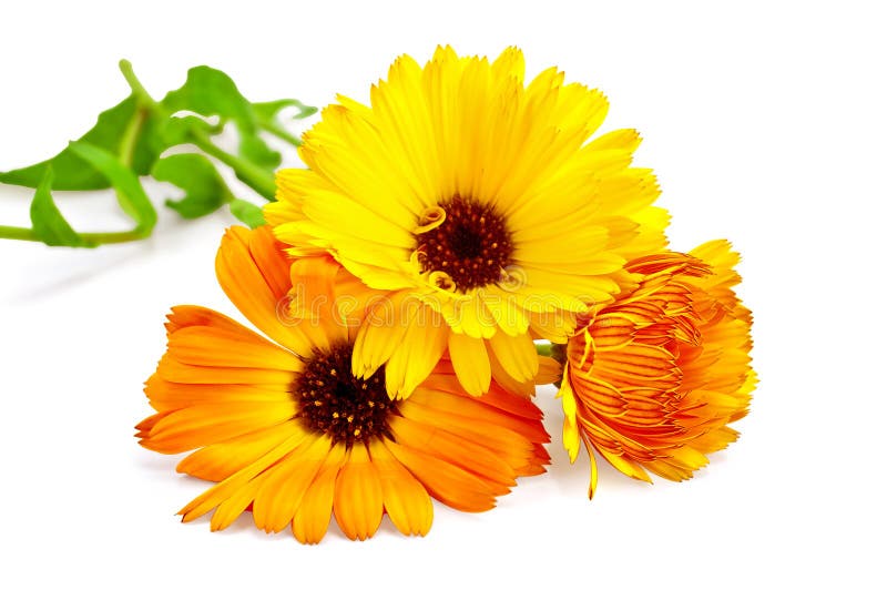 Ringelblume lizenzfreies stockbild