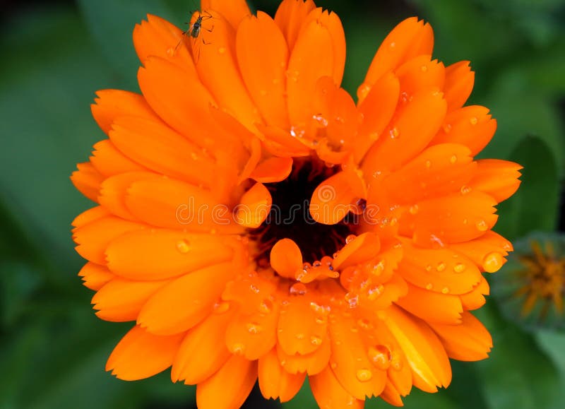Calendula | Calendula Offinalis | Uses In Cosmetics | Cosmetic - Foto 5