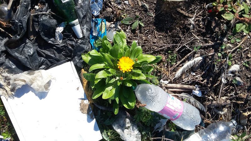 Calendula stock foto Calendula stock foto
