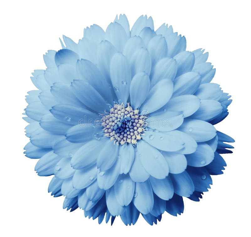 Calendula flower light blue with dew on a white isolated background with clipping path. Closeup.