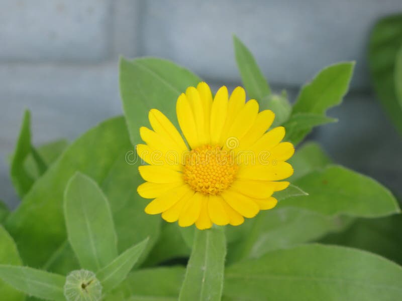 Calendula flower stock image. Image of orange, fence 73116381