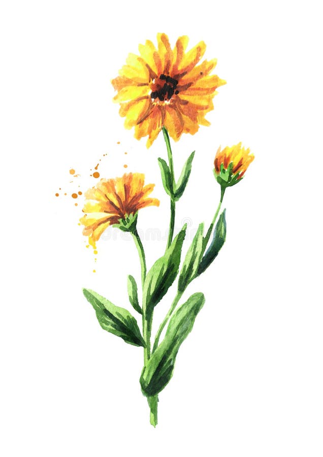 Calendula Flower Vertical Border. Watercolor Hand Drawn Illustration ...