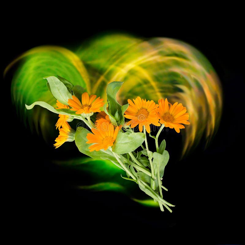 Calendula flowers with effect of luminous vortex, neon lines stock photos