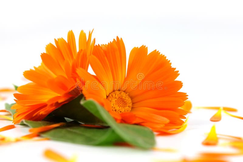 Calendula officinalis Blume, Ringelblume stockbilder