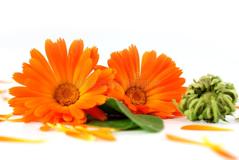 Ringelblume, Calendula officinalis lizenzfreies stockbild