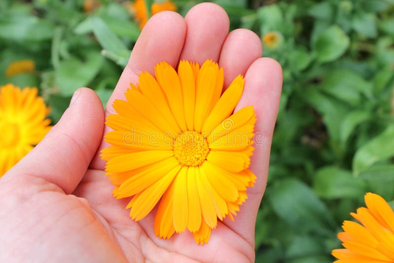 Calendula officinalis Blume, Ringelblume in der Hand lizenzfreie stockfotos