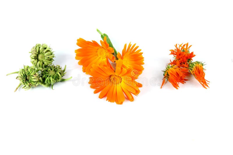 Calendula officinalis blühen, die Ringelblume, getrocknet, Samen lizenzfreie stockfotografie