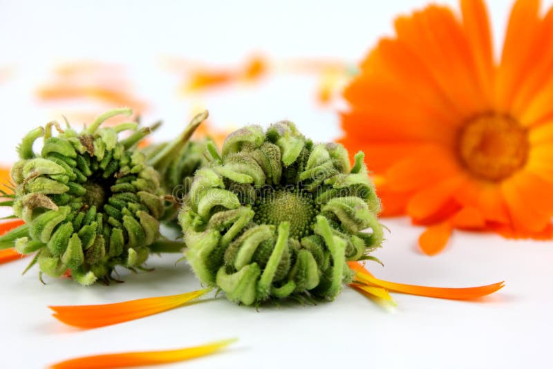 Ringelblume, Ringelblumensamen auf weißem Hintergrund lizenzfreies stockfoto