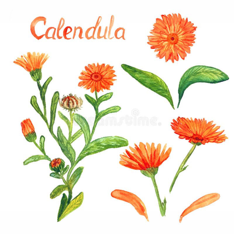Calendula stem with flowers and leaves, separate flowers, leaves and petals, isolated on white background hand painted watercolor illustration with inscription