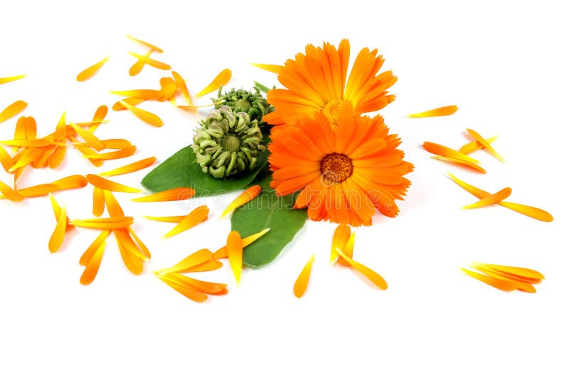 Calendulablume, Ringelblume stockbild