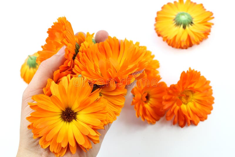 Calendulablume, Ringelblume in der Hand stockfotografie