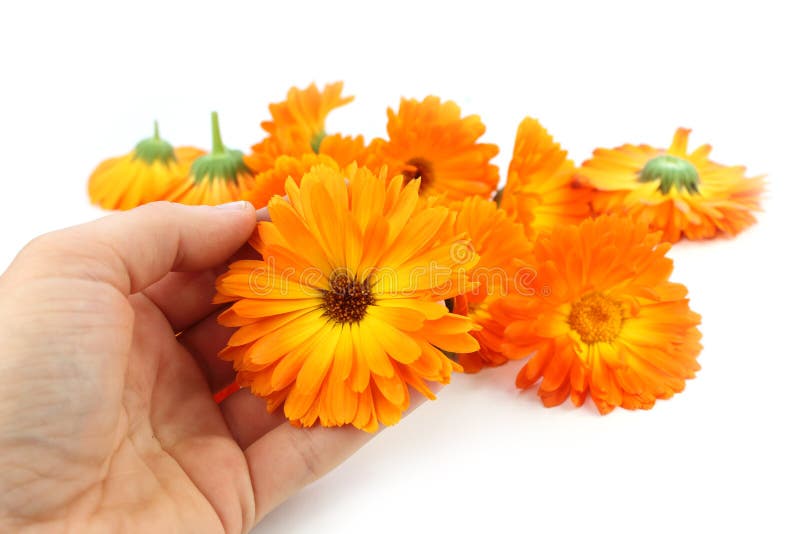 Calendulablume, Ringelblume in der Hand lizenzfreie stockfotos