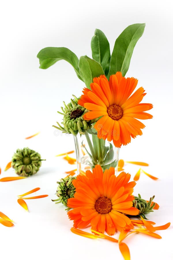 Calendulablume, Ringelblume im Glas lizenzfreies stockfoto