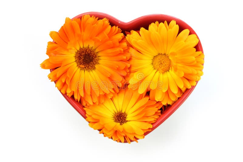 Ringelblumenblüte, Ringelblume im Herzen stockbild