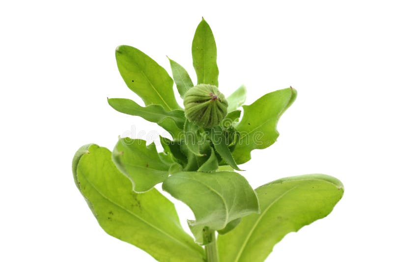 Calendulablume, Ringelblume, Knospe stockfoto
