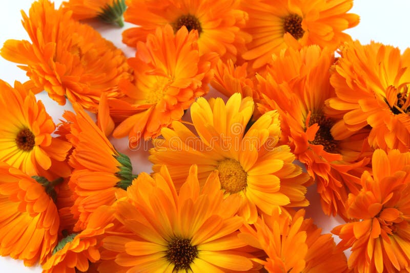 Calendulablume, Ringelblume, Kräuter stockbilder