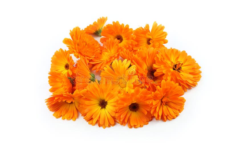 Calendulablume, Ringelblume, Kräuter lizenzfreie stockfotografie
