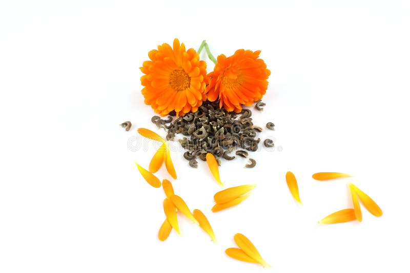 Calendulablume, Ringelblume, Samen lizenzfreie stockfotos
