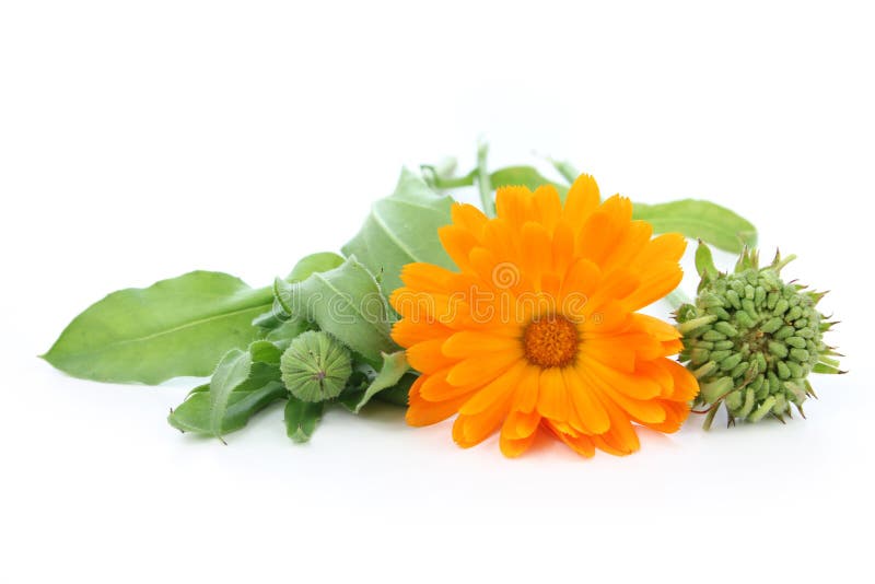 Calendulablume - Samen, Knospe, Blüte lizenzfreie stockfotos