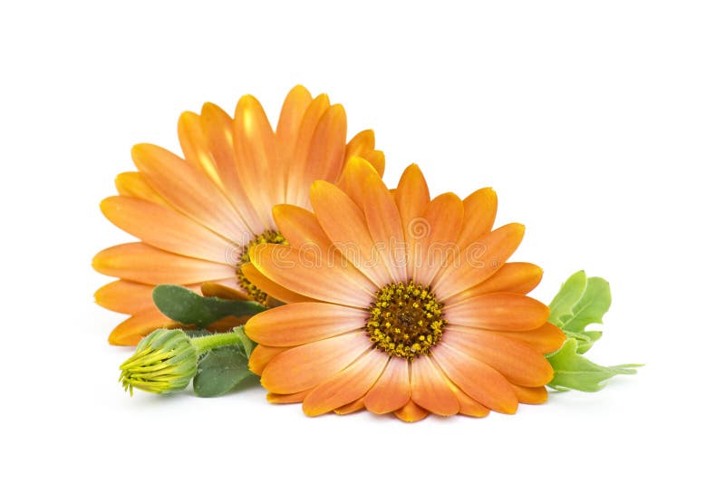 Ringelblumen lizenzfreies stockfoto