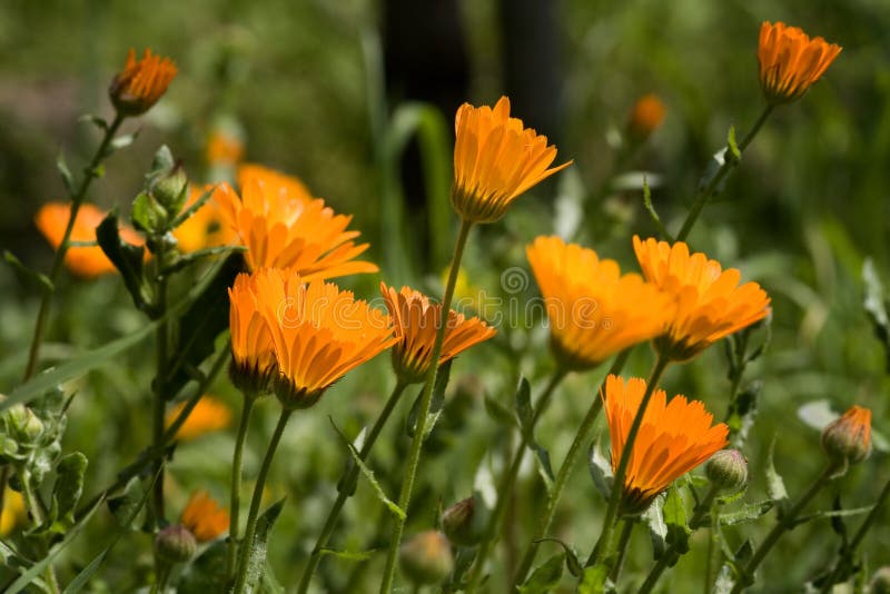 Calendulae