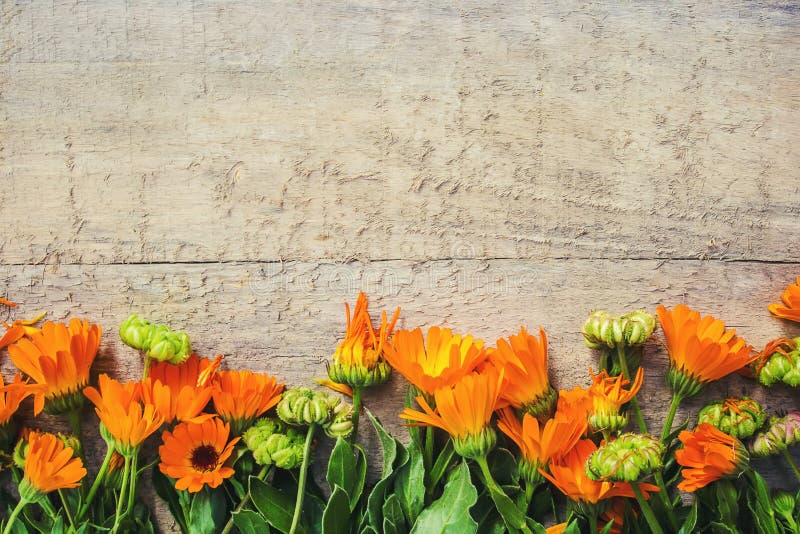 Calendulaofficinalis på träbakgrund royaltyfria foton Calendulaofficinalis på träbakgrund royaltyfria foton