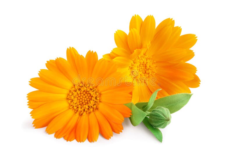 Calendário Marigold flor com folhas isoladas em fundo branco fotos de stock Calendário Marigold flor com folhas isoladas em fundo branco fotos de stock