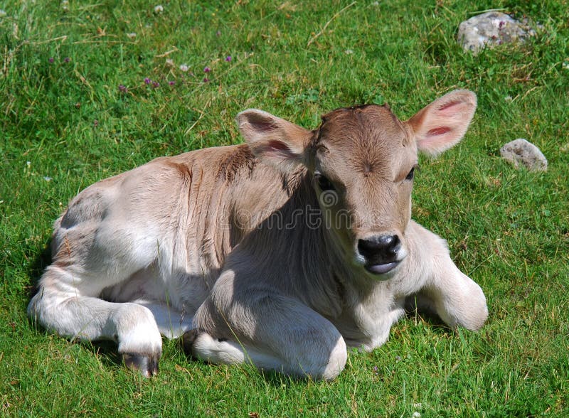 Calf