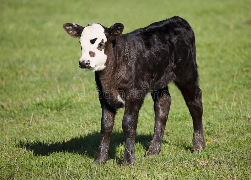 Calf stock photo. Image of field, agriculture, grass 14048228