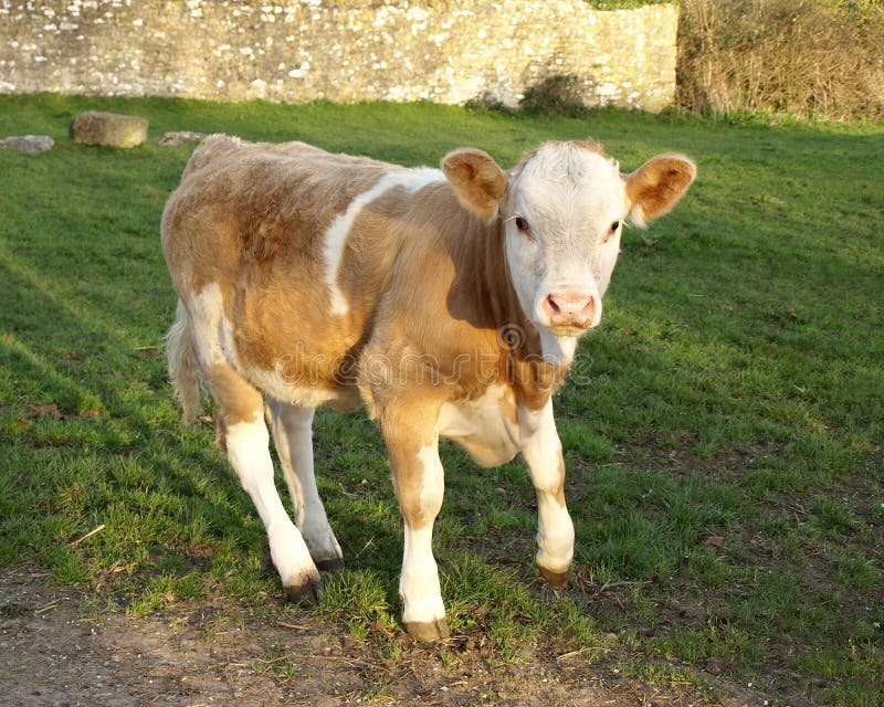 Calf stock photo. Image of cows, farming, expression, adorable 1289170