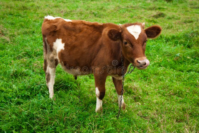 Calf stock image. Image of hooves, animal, countryside 16632289