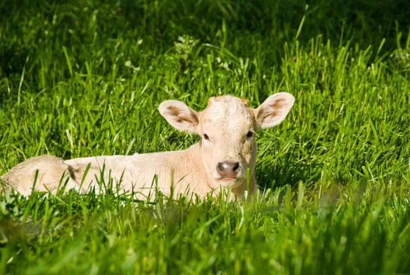 Calf stock photo. Image of cows, farming, expression, adorable 1289170