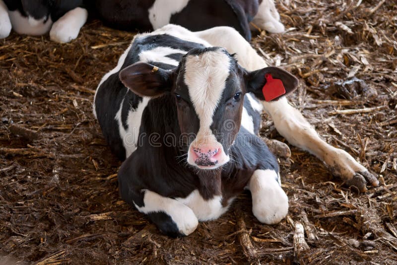Calf stock photos