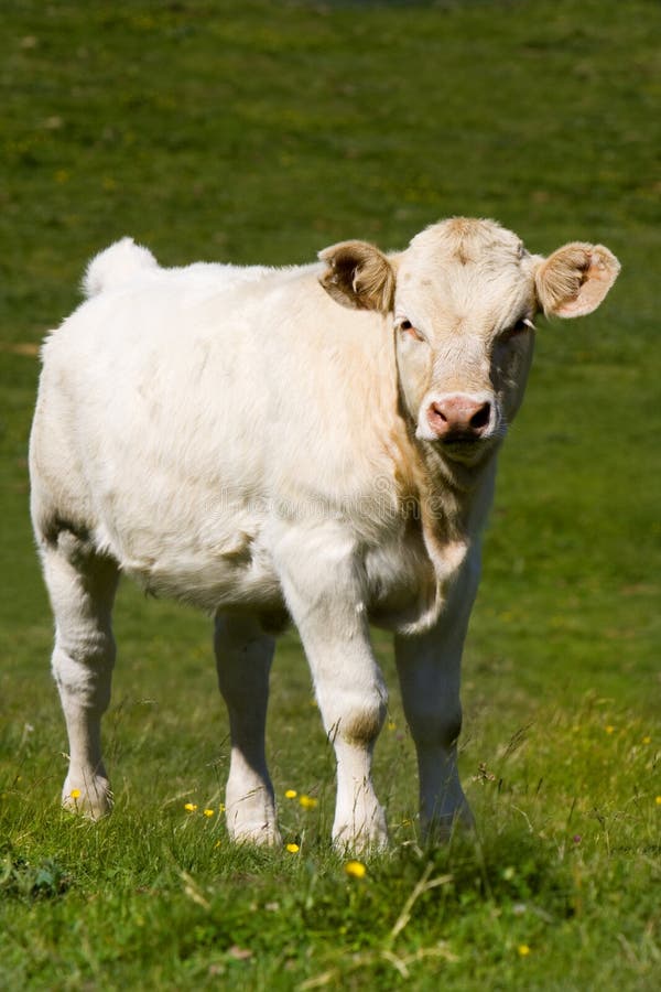 Calf stock photo. Image of animal, calf, brun, farm, meat 103614