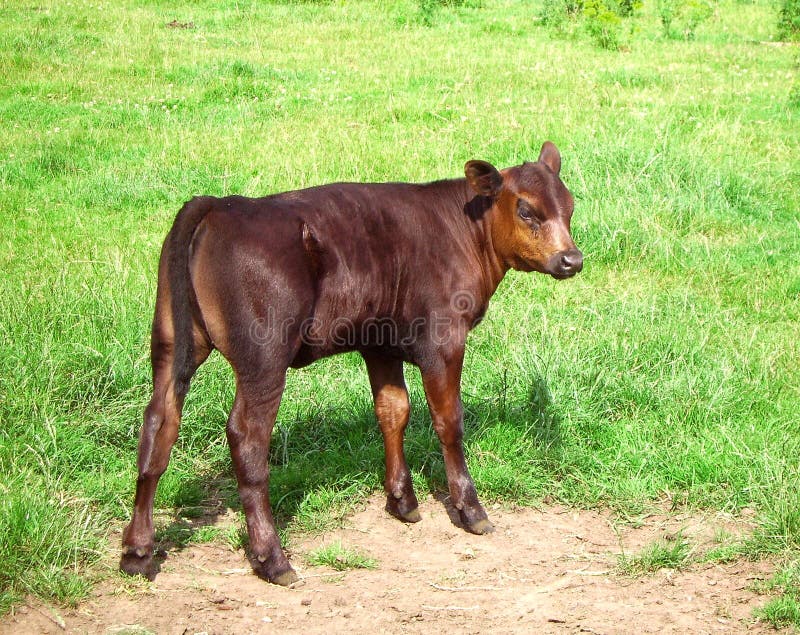 Calf Picture. Image 998988