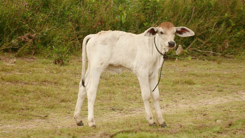 White calf standing up in a field &#x28; close up &#x29