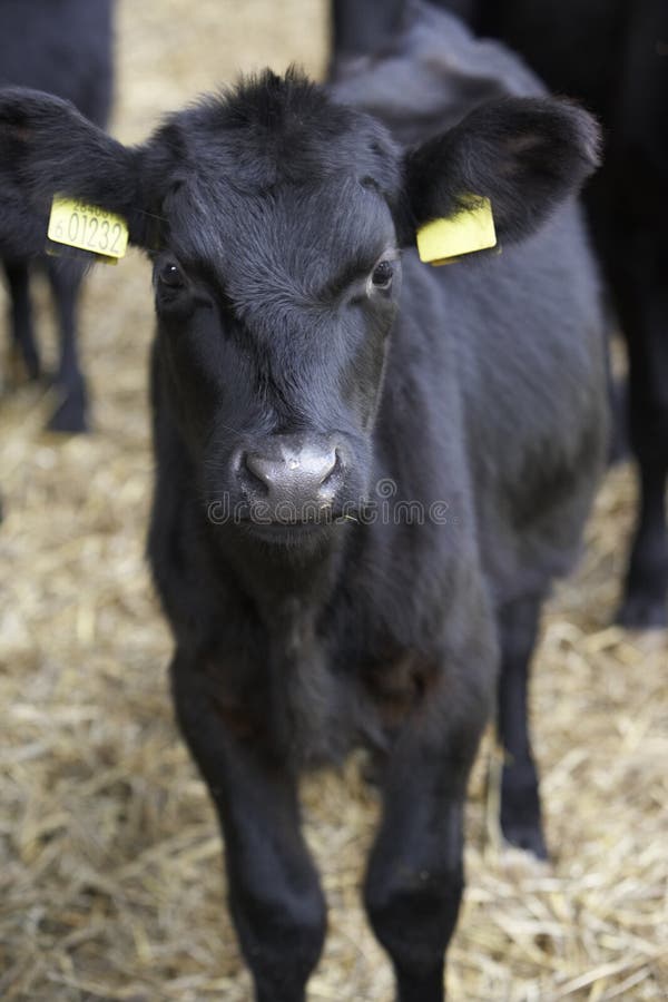 Calf In Barn