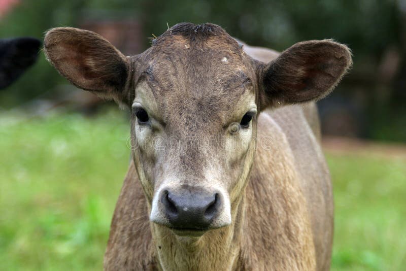 Calf stock photo. Image of green, brown, meadow, organic 69200264