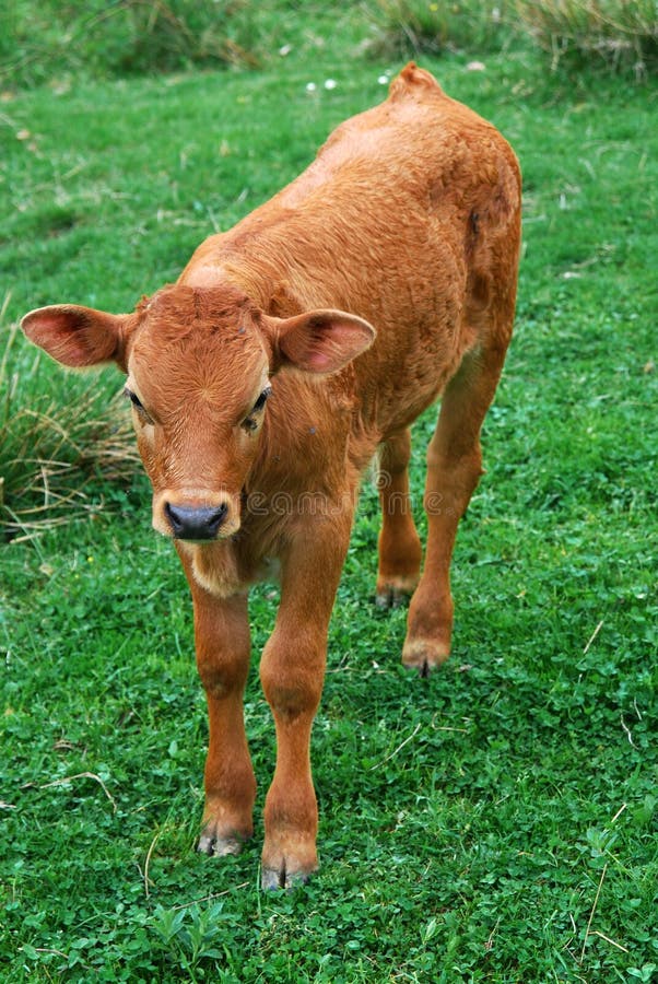 Calf of a cow