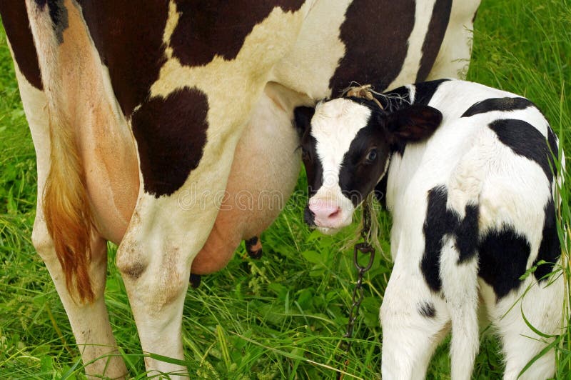 Calf cow feeding