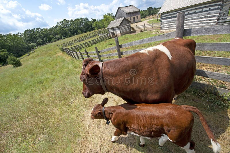 Calf and Cow on Old Rustic Wisconsin Dairy Farm