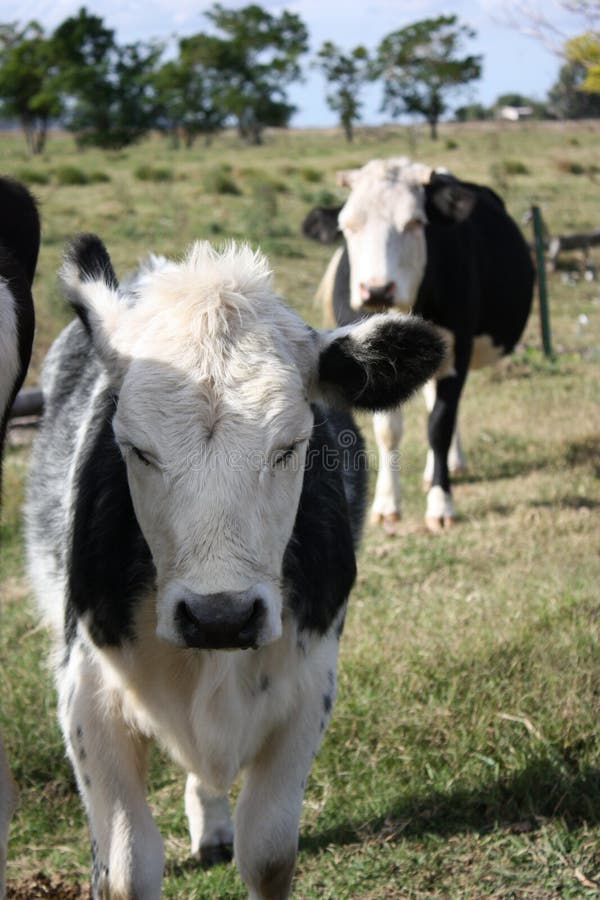 Calf and Cow Wind Blowing Stock Photo Image of blowing, white 14472040