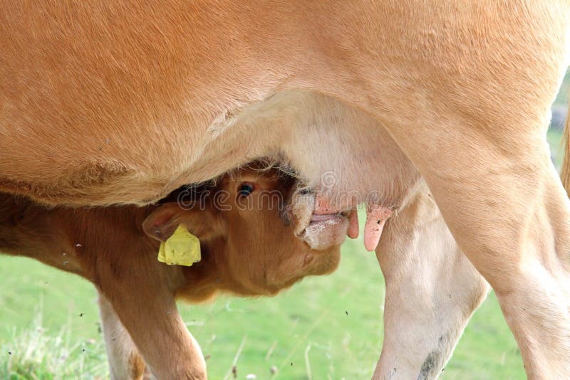 Little calf while drinking the milk from the udder of the cow. Mountain milk stock images, royalty-free photos and pictures