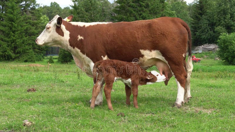 calf drinking milkfrom mother. Cow with newborn calf on green grass of meadow.