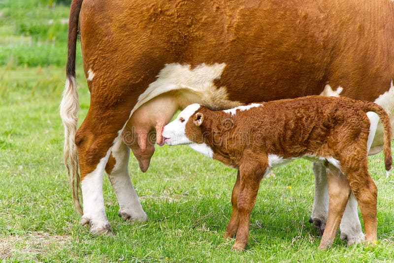 Calf drinking milkfrom mother. Cow with newborn calf on green grass of meadow. Calf drinking milkfrom mother. Cow with newborn calf on green grass of meadow stock photo Calf drinking milkfrom mother. Cow with newborn calf on green grass of meadow. Calf drinking milkfrom mother. Cow with newborn calf on green grass of meadow stock photo