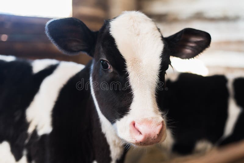 calf on the farm. Inside the farm is a cute baby cow. A lot of hay.