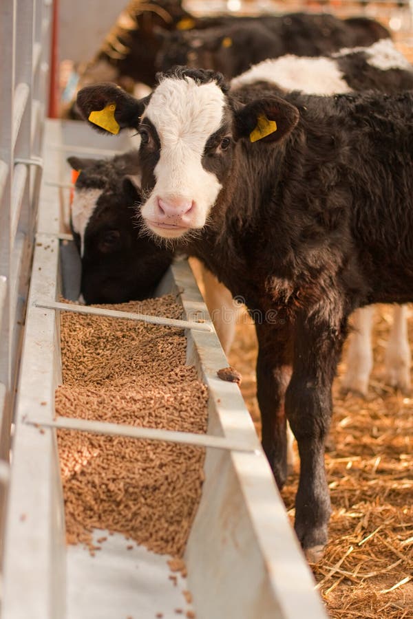 Calf feeding